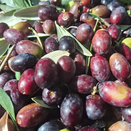 Casa L'oliveto Apartment Lanciano