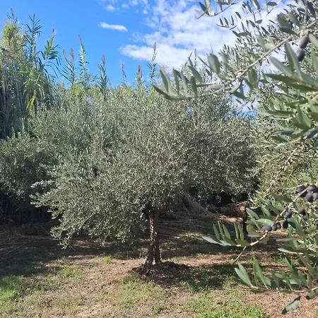 Casa L'oliveto شقة *