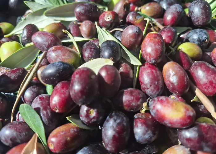 Casa L'oliveto Apartment Lanciano