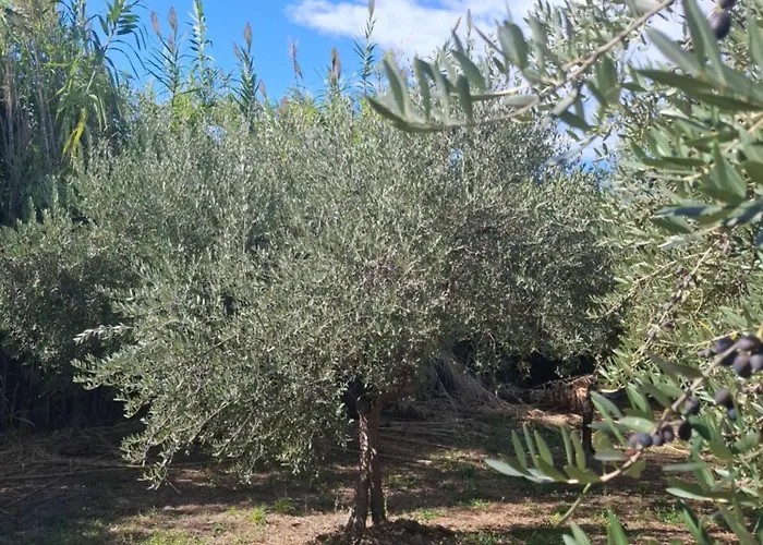 Casa L'oliveto Διαμέρισμα *