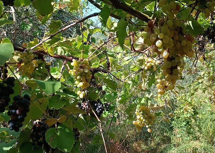 Casa L'oliveto アパート ランチャーノ